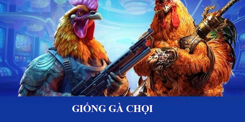 Top 5 Giống Gà Chọi Tuyệt Đỉnh Hạ Gục Đối Thủ Nhanh Chóng 4 Chọn giống gà chọi thông minh phải nắm một số nội dung cần thiết