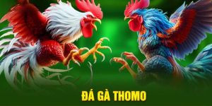 Đá Gà Thomo Hi88 - Nền Tảng Cá Cược Trực Tuyến Tin Cậy