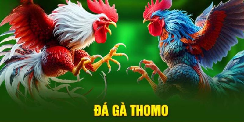 Đá Gà Thomo Hi88 - Nền Tảng Cá Cược Trực Tuyến Tin Cậy