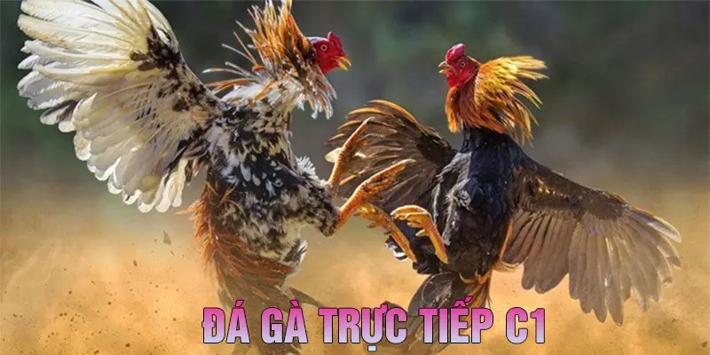 Đá Gà Trực Tiếp C1 - Đại Chiến Của Các Thần Kê Dũng Mãnh