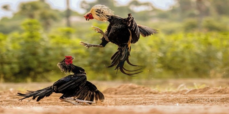 Luật phân thành bại trong chọi gà C1