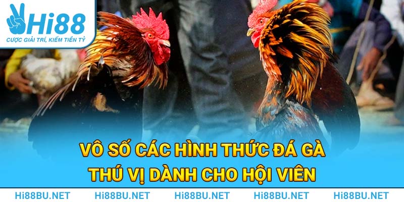 Vô số các hình thức đá gà thú vị dành cho hội viên 