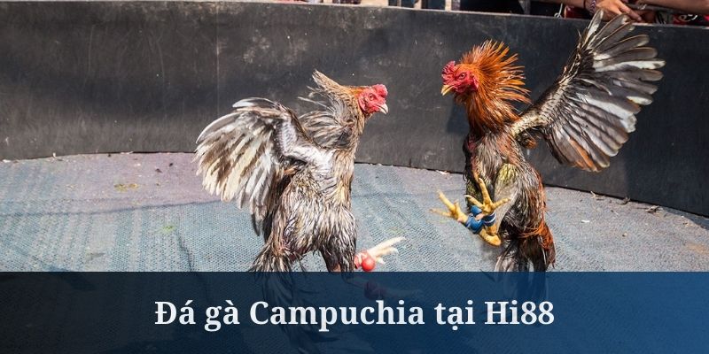 Đá Gà Campuchia - Đấu Trường Của Các Trận So Tài Tại Hi88