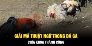 Thuật Ngữ Đá Gà - Bí Quyết Để Chơi Thành Thạo Trên Hi88